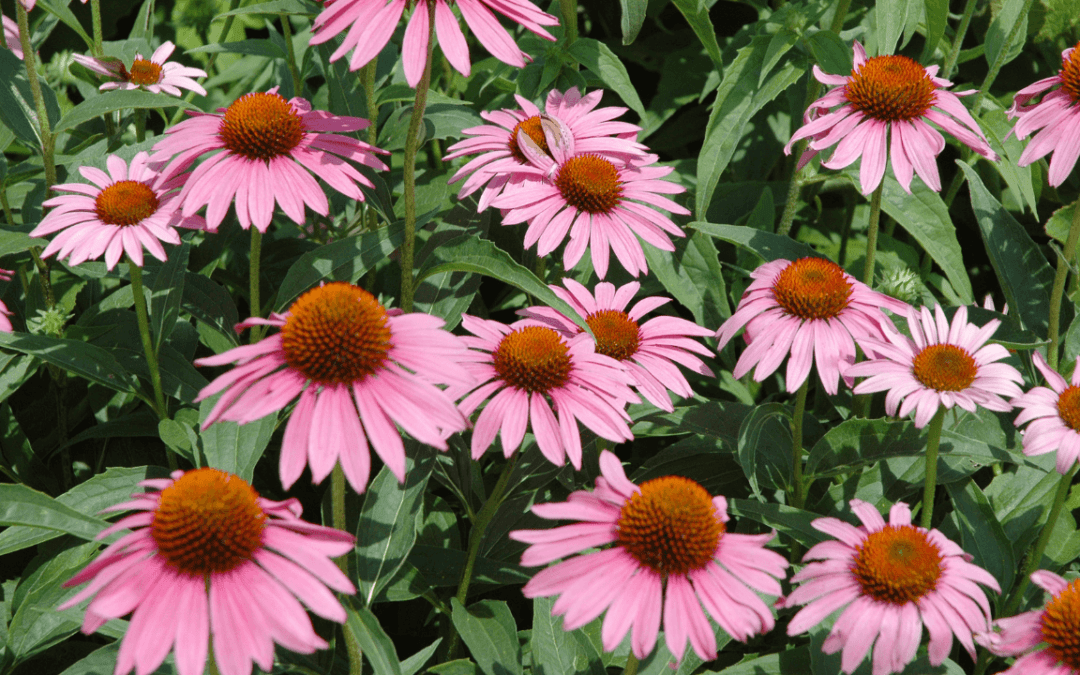 Echinacea: Posilňovač imunity a ochrana pred nachladnutím a chrípkou